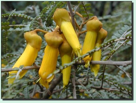 Kowhai