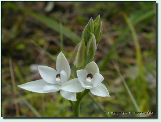 Thelymitra