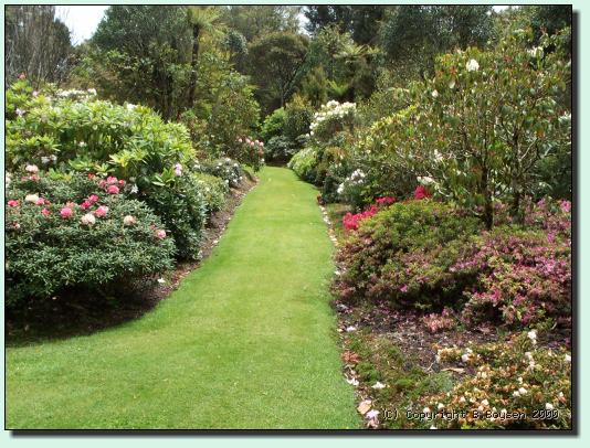 Rhododendron