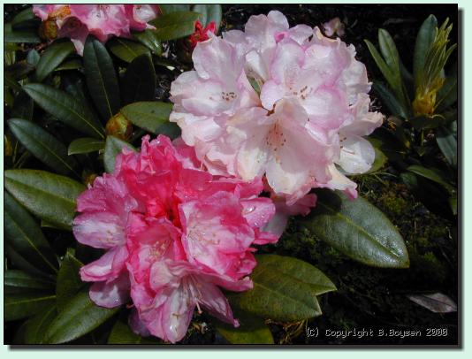 Rhododendron