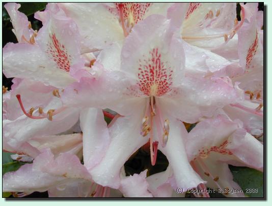 Rhododendron