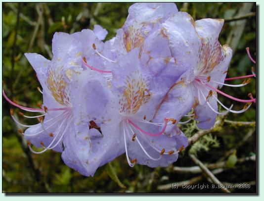 Rhododendron