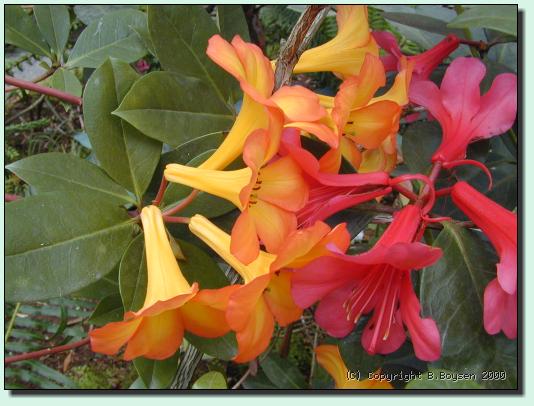 Rhododendron