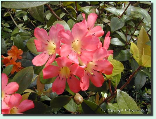 Rhododendron