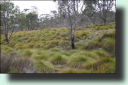 Buttongrass