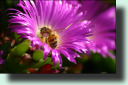 Biene bei der Arbeit