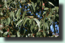 Forty-spotted Pardalote