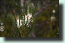 Needle Bush