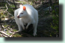 white Bennett's wallaby