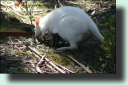 white Bennett's wallaby