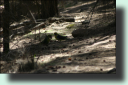 Green Rosellas