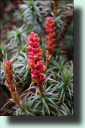Richea scoparia
