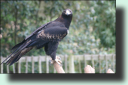 Keilschwanzadler