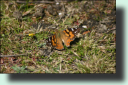 Australian Painted Lady