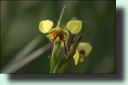 Orchidee