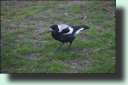 Australian Magpie