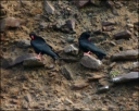 Alpenkr&auml;hen putzen sich