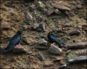 Alpenkr&auml;hen