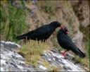 Alpenkr&auml;hen beim Kraulen
