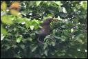 Amsel im Efeu