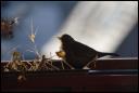 Jungvogel