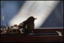 Jungvogel