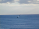 Im Flug