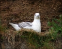 Eissturmvogel
