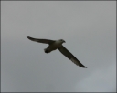 Eissturmvogel