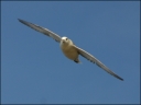 Eissturmvogel