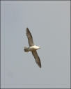 Eissturmvogel