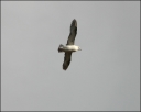 Eissturmvogel