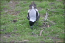 Magpie
