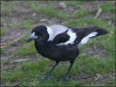 Magpie