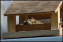 Im Nest