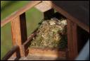 Im Nest