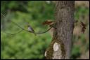 Nah am Nest