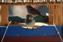 Spatz