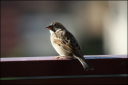 Spatz