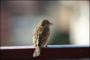 Spatz