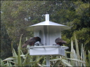 Kakas