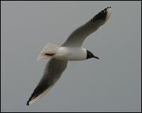 Lachmoewe