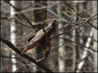 M&auml;usebussard