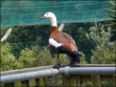 Paradise Shellduck (Female)