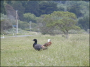 Paradise Shellduck