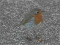 Rotkehlchen