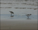 Sanderling