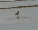 Sanderling