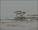 Sanderling
