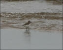 Sanderling
